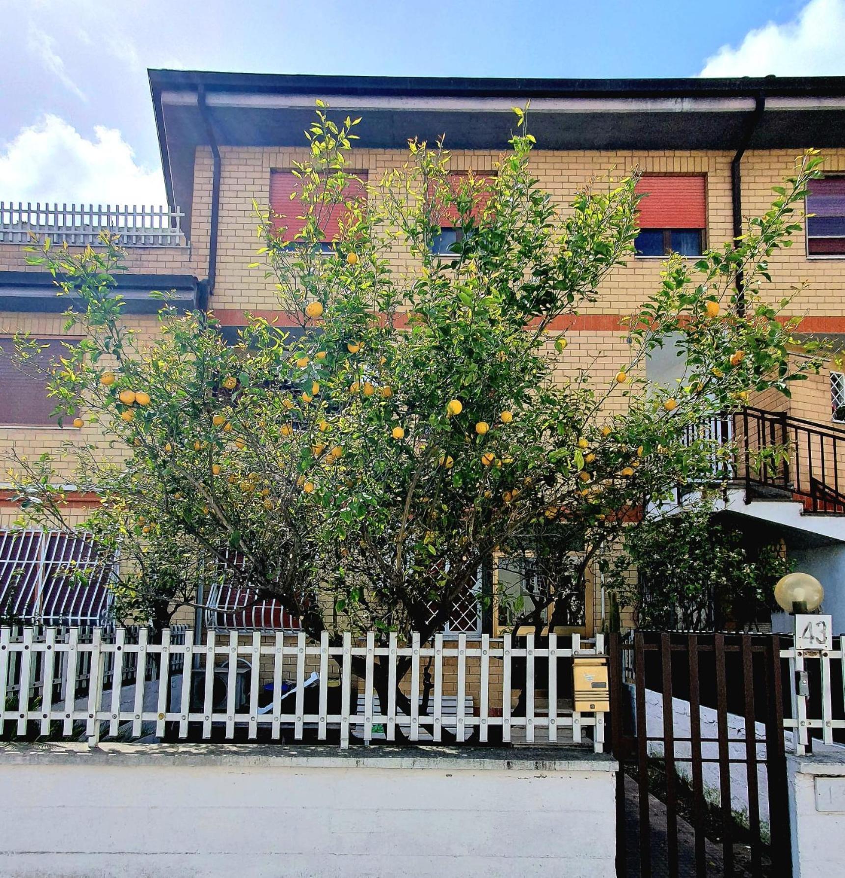 Lemon Tree House Apartment